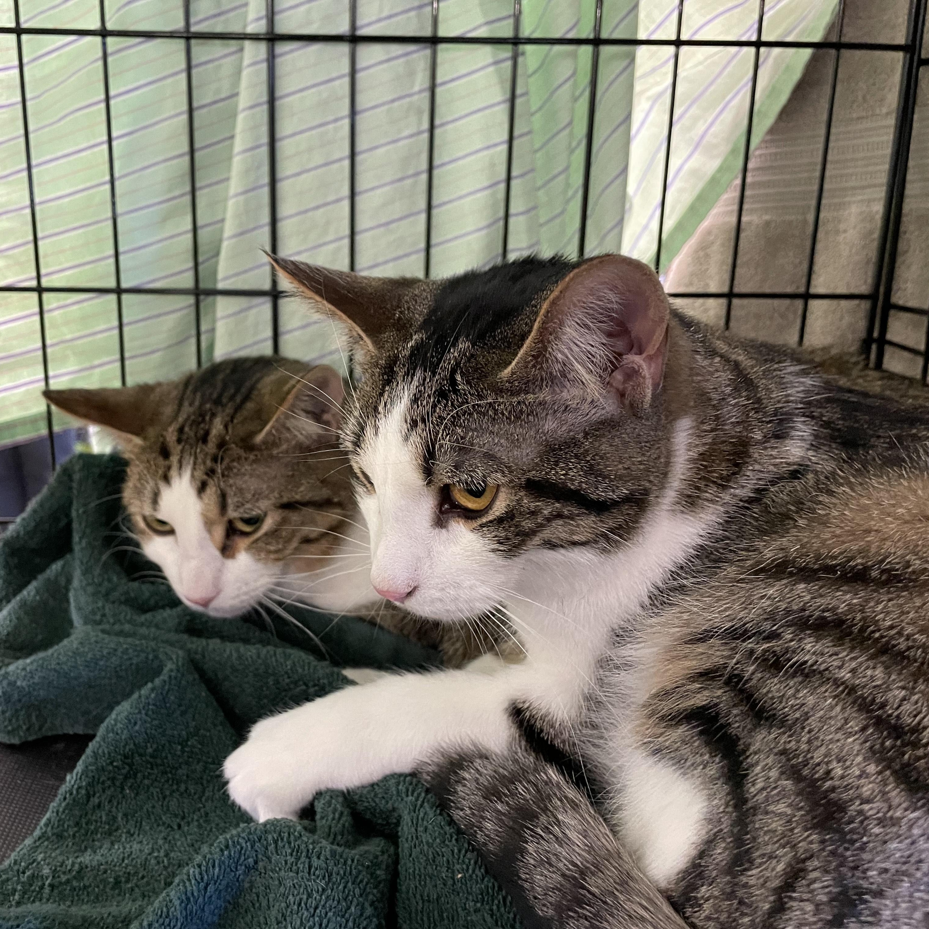 Lulu & Vicki, a Adoptable mixed breed in Pompton Lakes, NJ image 4/6