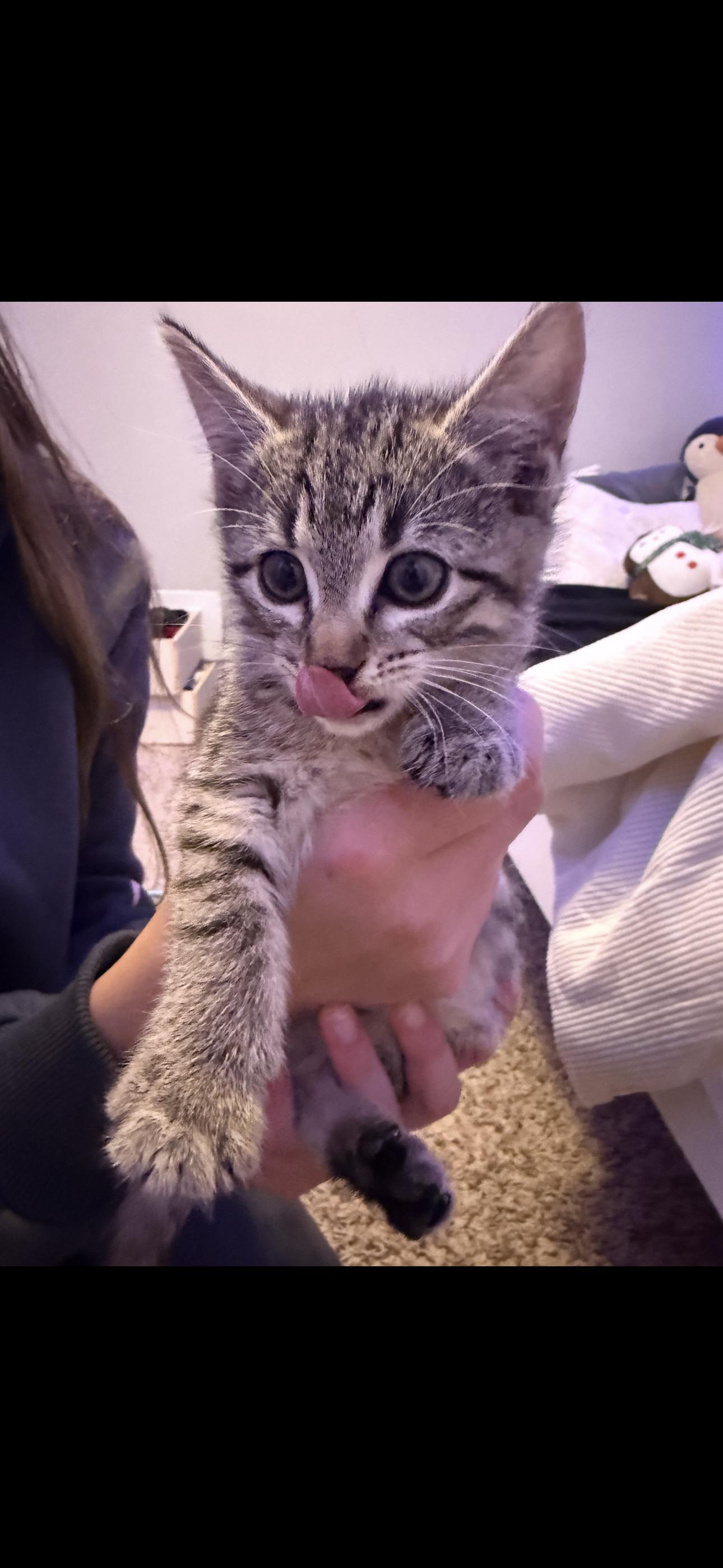 Sherri, Adopted, Young Female Domestic Medium Hair.