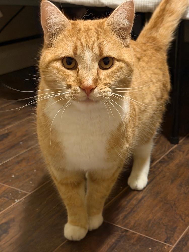 Enlarge Clay, a Adoptable mixed breed in Lafayette, CO image 2/5