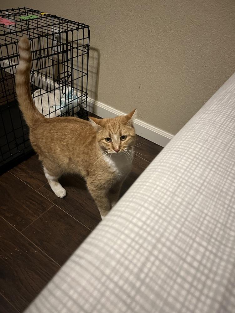Enlarge Clay, a Adoptable mixed breed in Lafayette, CO image 3/5