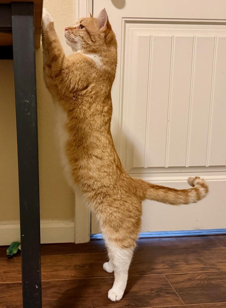 Enlarge Clay, a Adoptable mixed breed in Lafayette, CO image 4/5