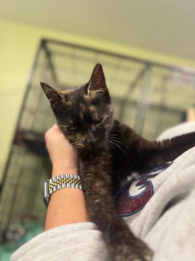 Momma Mia Pizzeria, Adoptable, Young Female Domestic Short Hair.