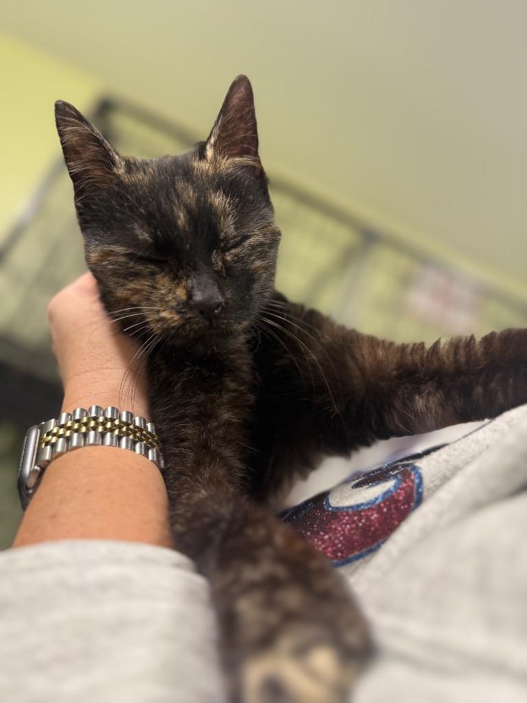 Enlarge Hazel Nut(Momma Mia Pizzeria), a Adopted mixed breed in Auburn, IN image 2/2