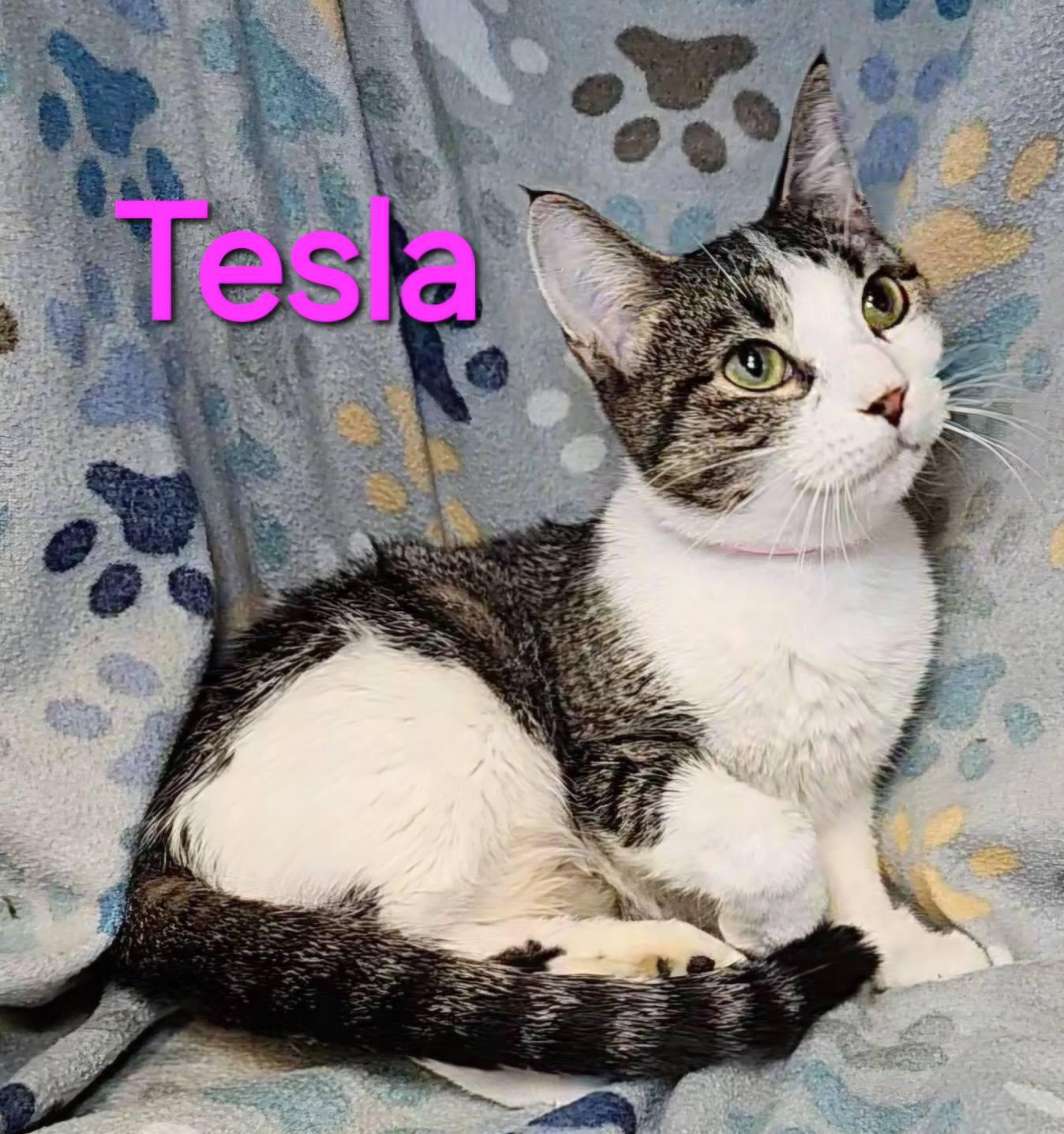 Tesla, Adult Female Domestic Short Hair