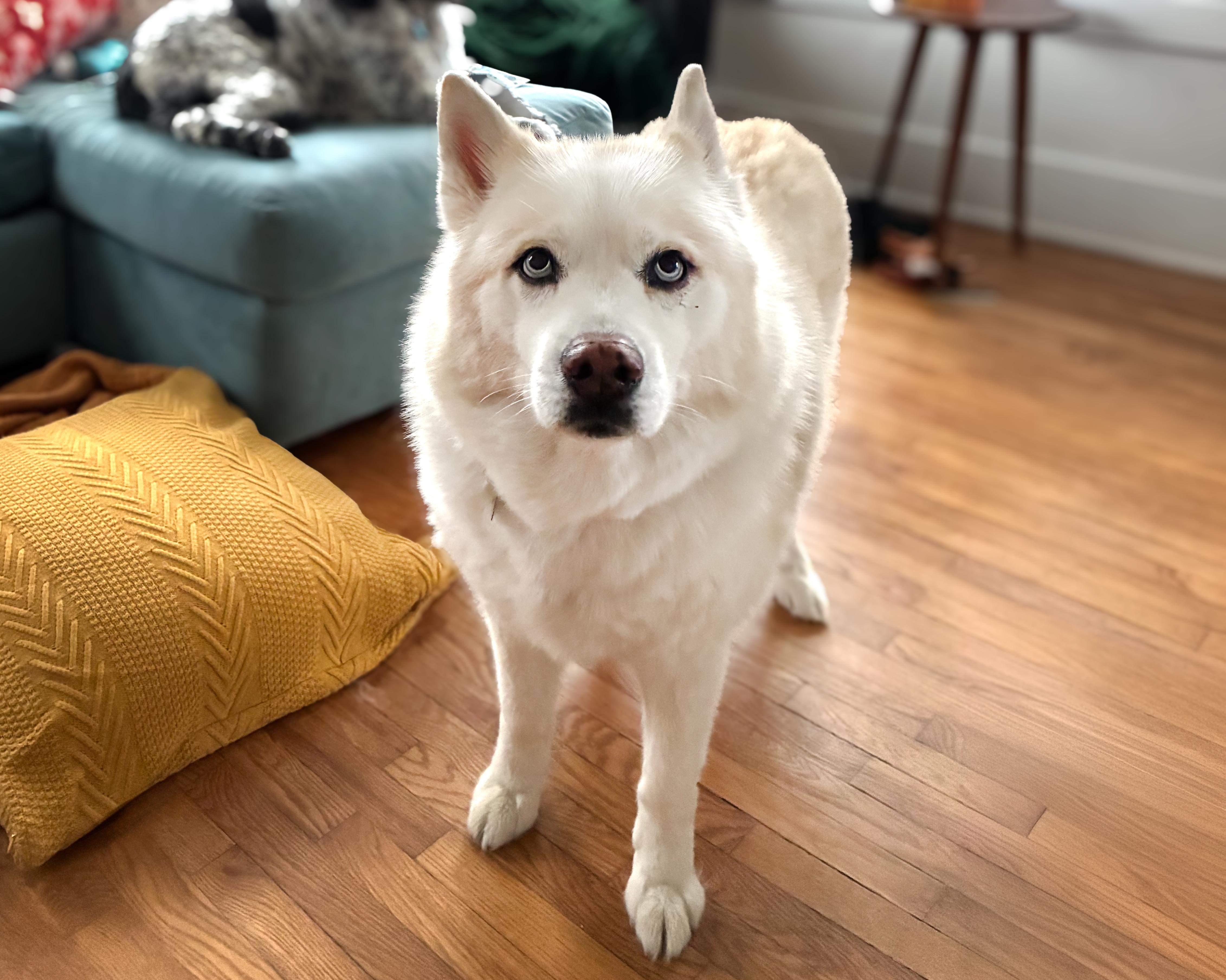 Atlas, ADOPTABLE, Adult Male Siberian Husky & German Shepherd Dog.