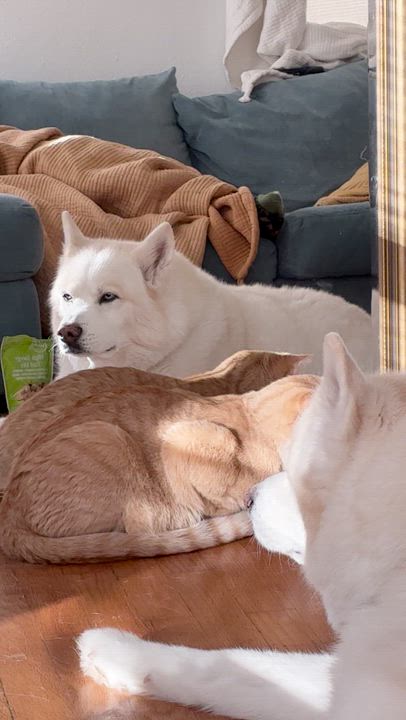 Enlarge Atlas, a ADOPTABLE mixed breed in Boulder, CO video 2/2