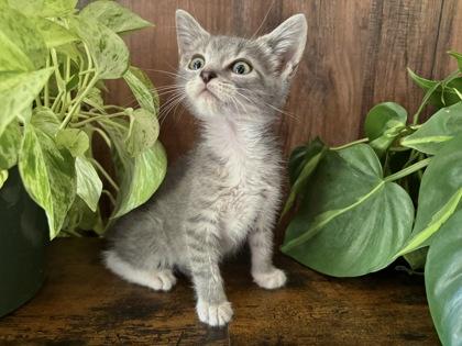 Treefrog, Adoptable, Kitten Male Domestic Short Hair & Domestic Short Hair.