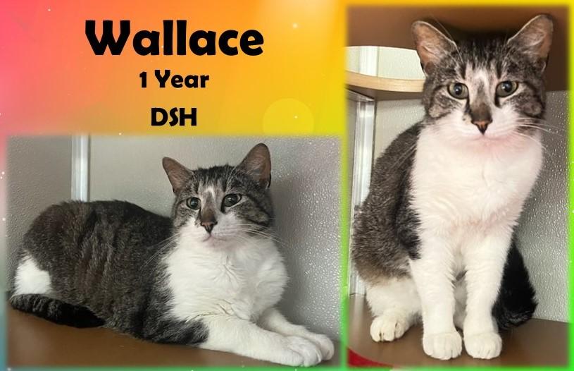 Enlarge Wallace, a Adoptable Domestic Short Hair in Franklin, IN image 1/1