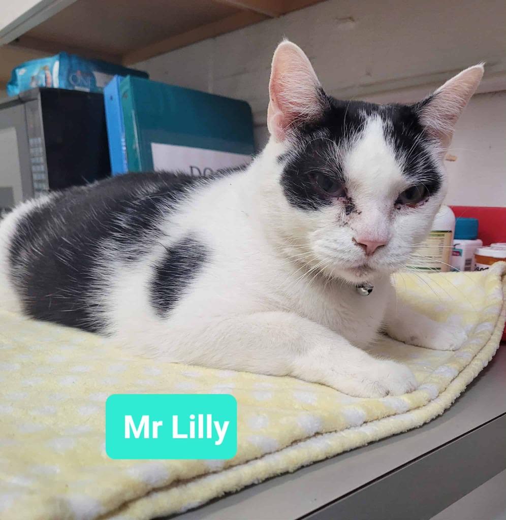 Enlarge Mr. Lilly, a Adoptable mixed breed in Richmond, IN image 1/3