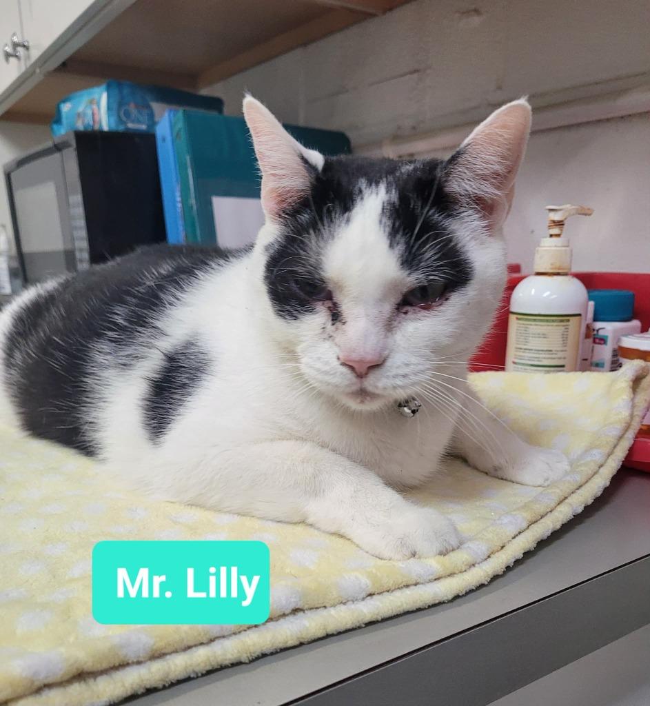 Enlarge Mr. Lilly, a Adoptable mixed breed in Richmond, IN image 3/3