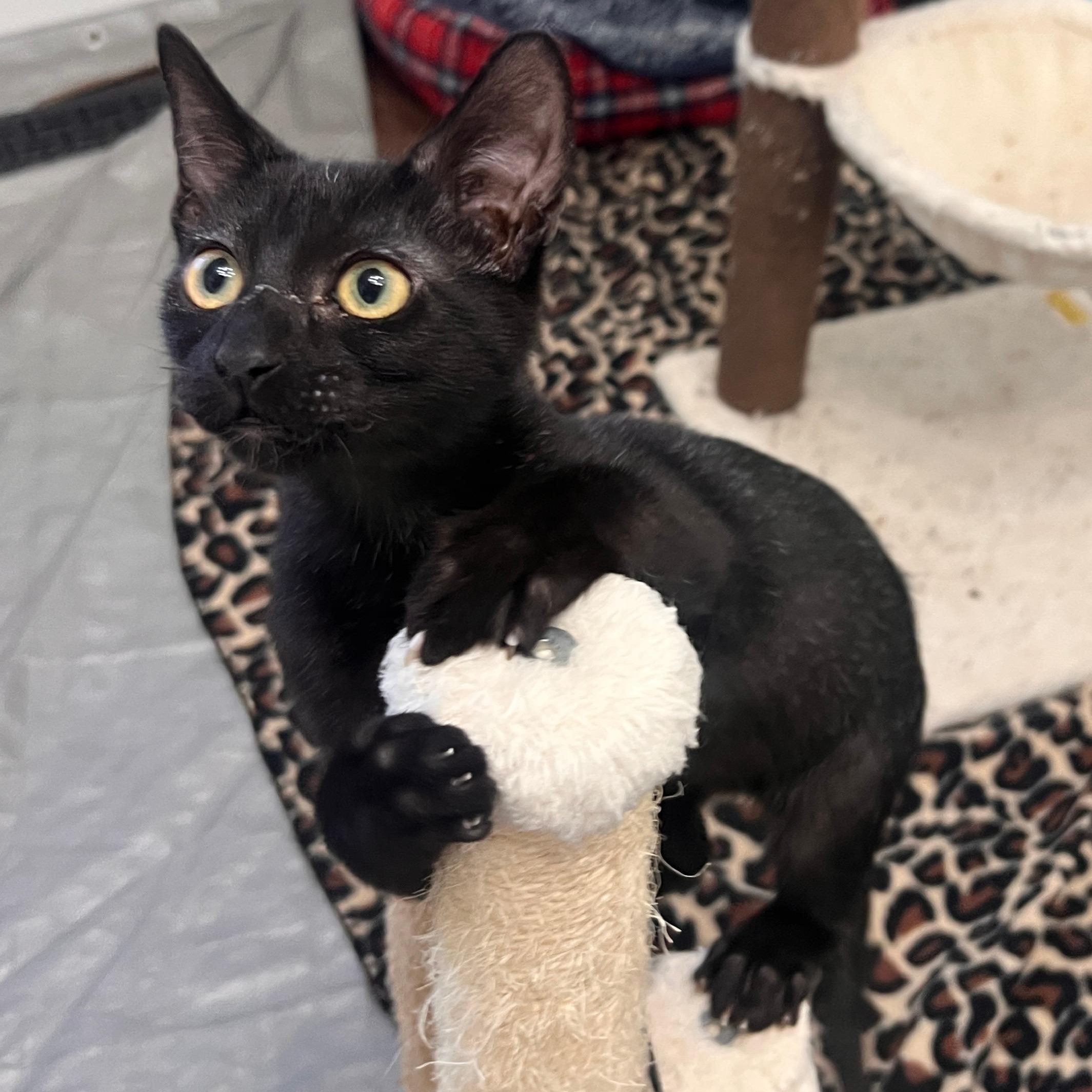 Enlarge Peter Somers, a Adoptable Domestic Short Hair in Denver, CO image 2/4