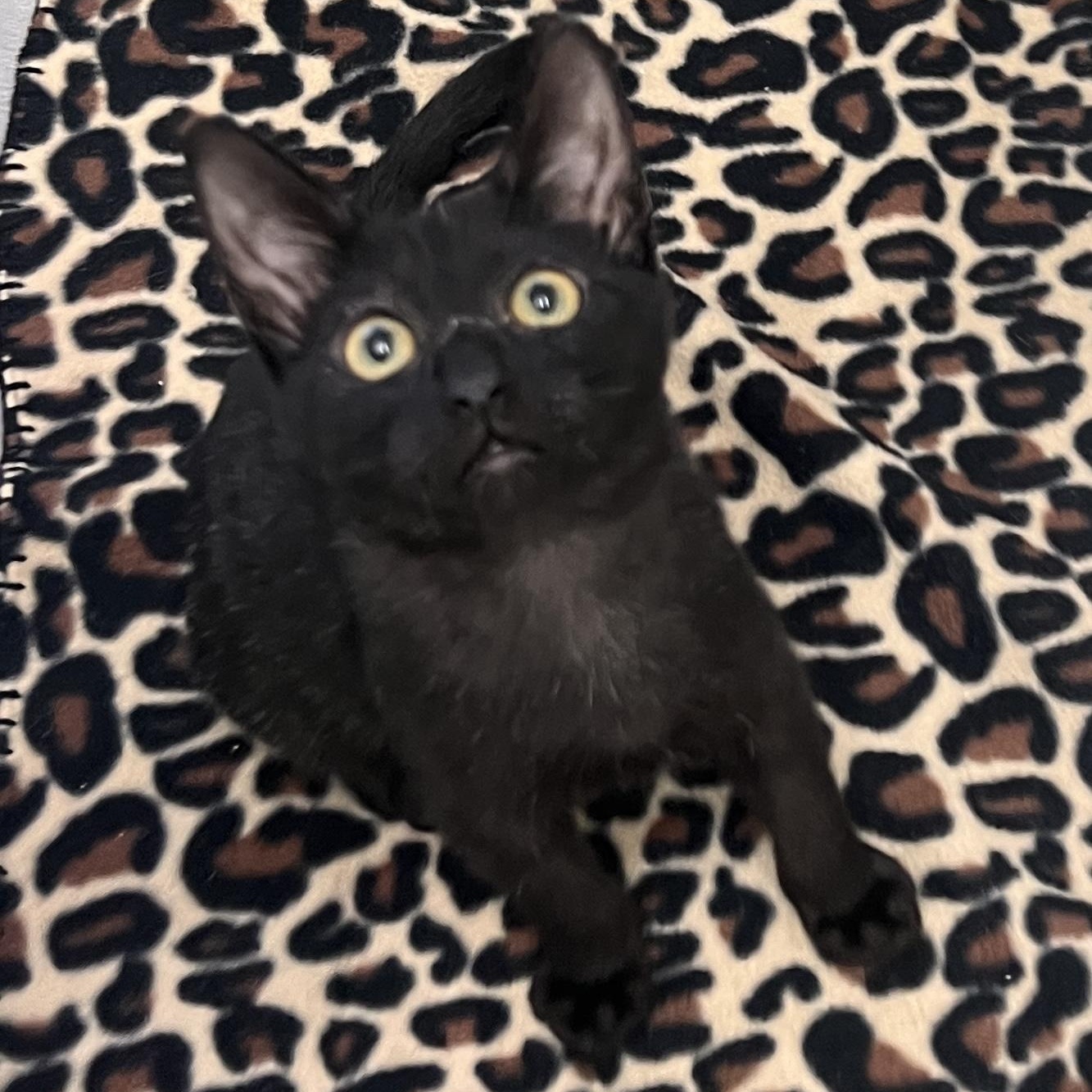Peter Somers, Adoptable, Kitten Male Domestic Short Hair.