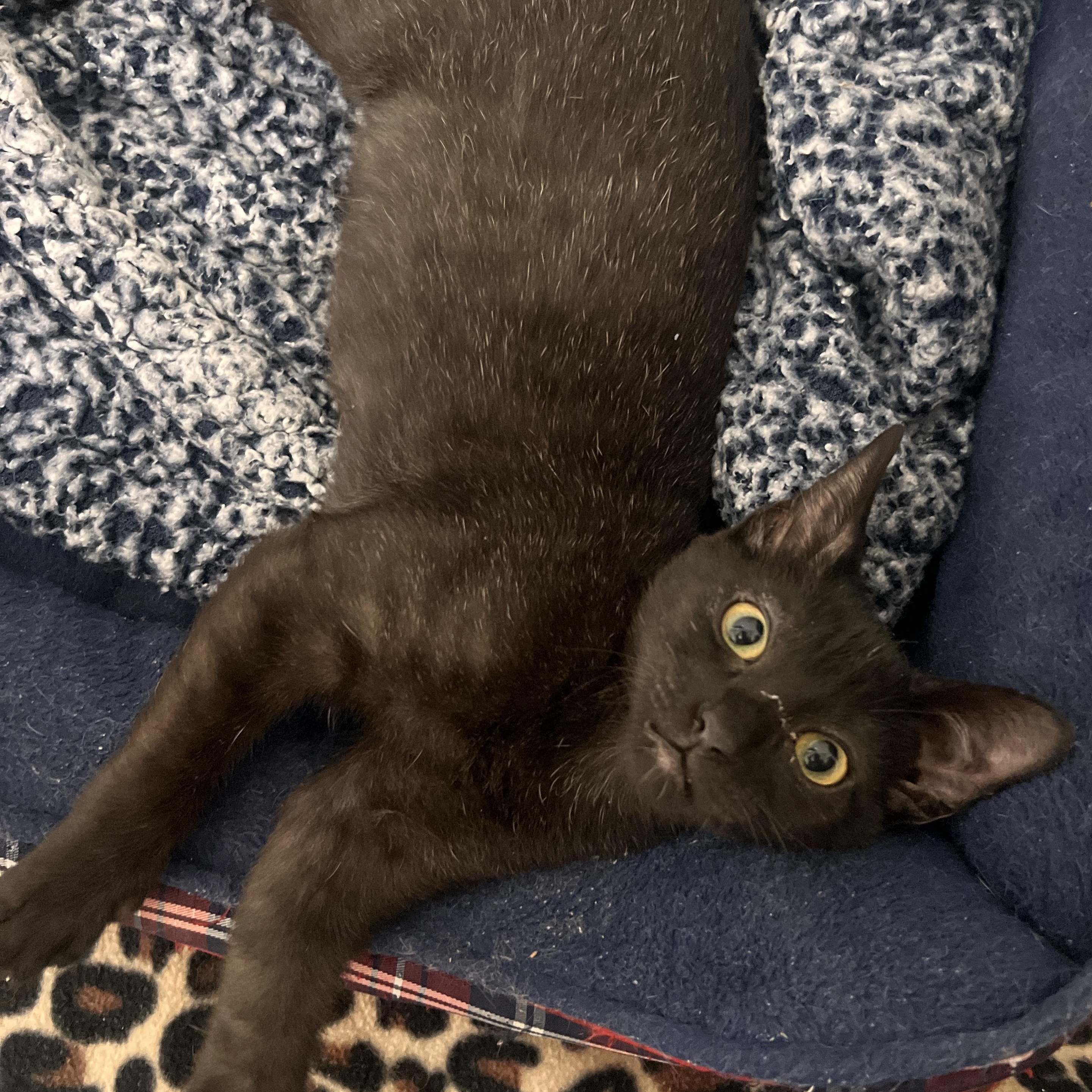Enlarge Peter Somers, a Adoptable Domestic Short Hair in Denver, CO image 3/4