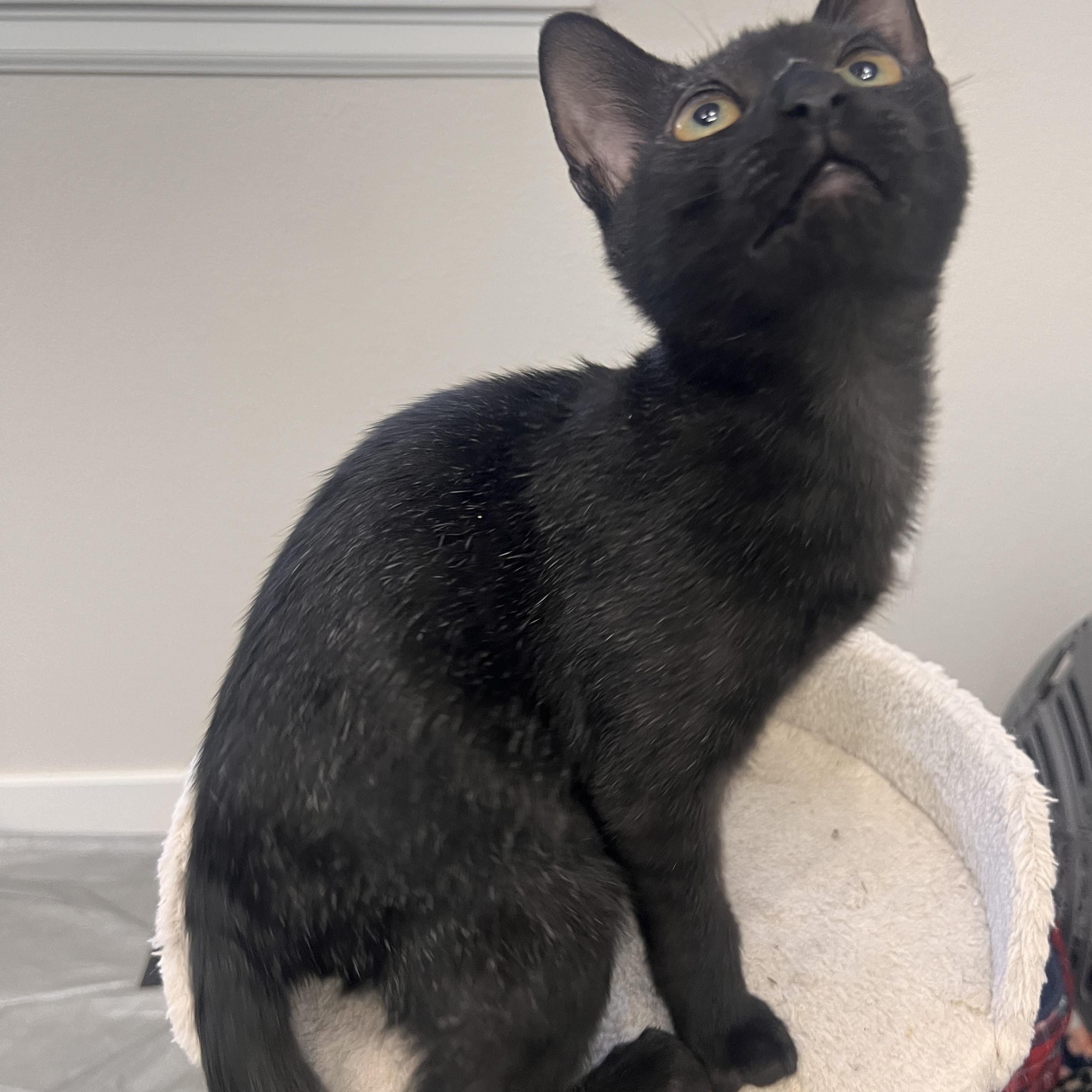 Enlarge Peter Somers, a Adoptable Domestic Short Hair in Denver, CO image 4/4