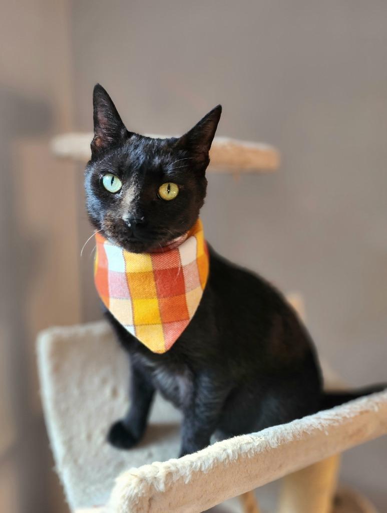 Enlarge Saint Mary, a Adoptable mixed breed in Hagaman, NY image 1/6