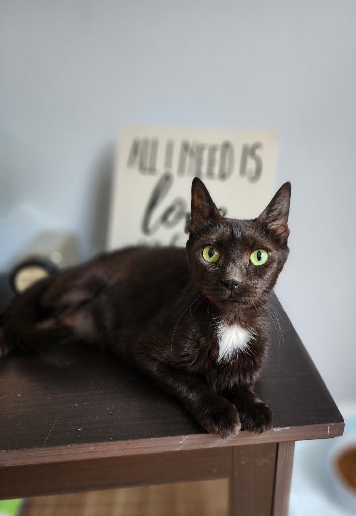 Enlarge Saint Mary, a Adoptable mixed breed in Hagaman, NY image 2/6