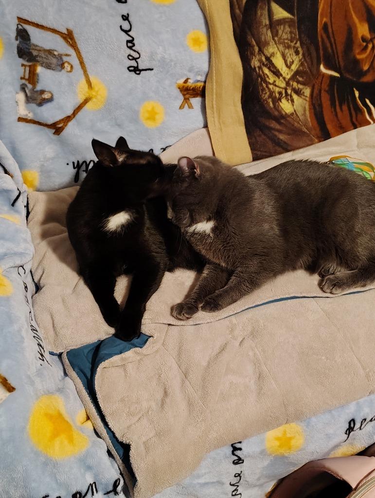 Enlarge Saint Mary, a Adoptable mixed breed in Hagaman, NY image 3/6