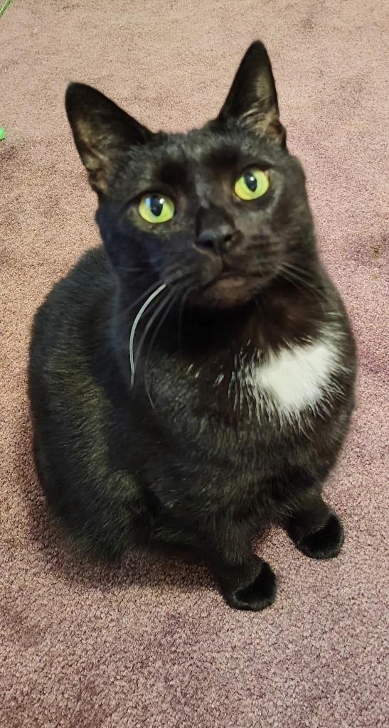 Enlarge Saint Mary, a Adoptable mixed breed in Hagaman, NY image 4/6