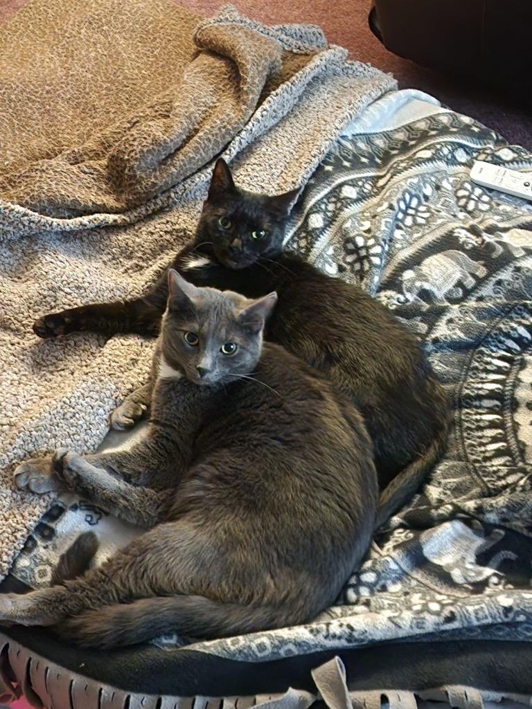 Enlarge Saint Mary, a Adoptable mixed breed in Hagaman, NY image 6/6