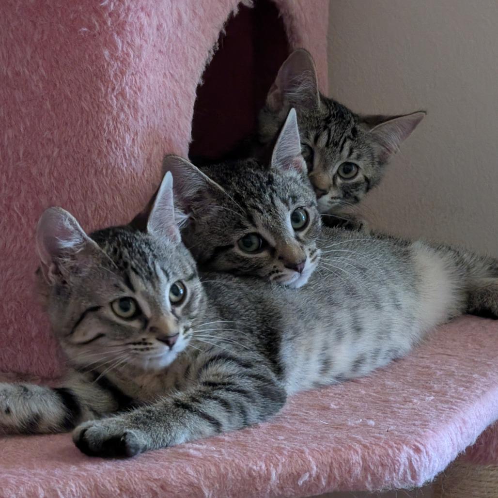 Holly Peenyo, Adoptable, Young Female Domestic Short Hair.