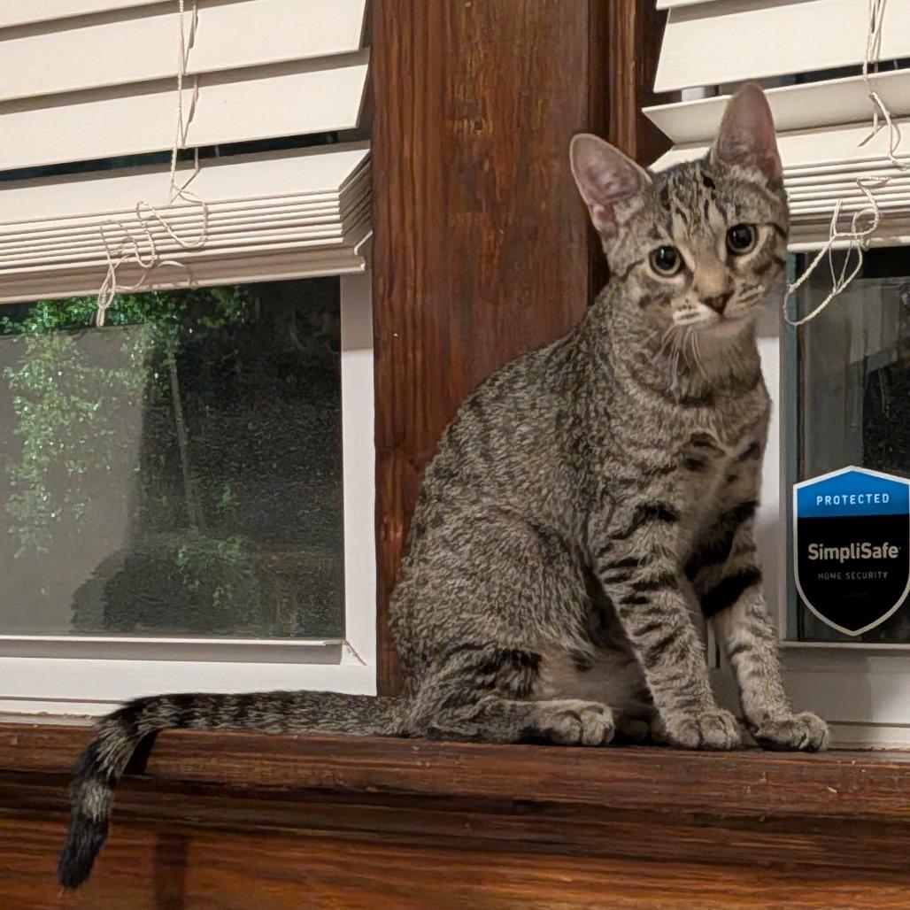 Enlarge Holly Peenyo, a Adoptable Domestic Short Hair in St. Louis, MO image 3/6