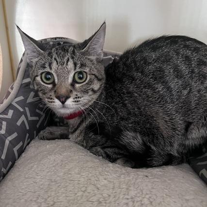 Enlarge Holly Peenyo, a Adoptable Domestic Short Hair in St. Louis, MO image 4/6