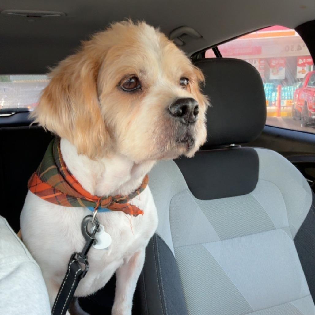 Enlarge Flounder, a Adoptable Terrier in Kissimmee, FL image 2/4