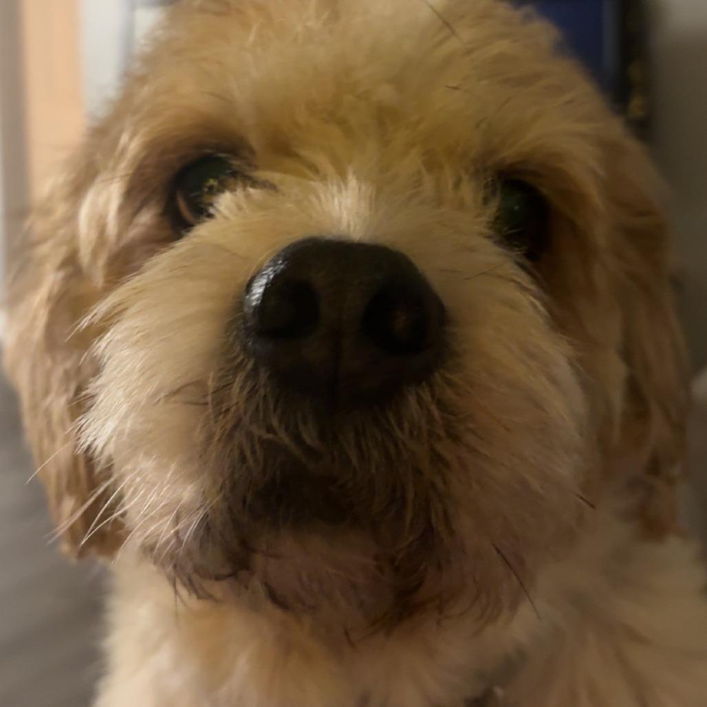 Enlarge Flounder, a Adoptable Terrier in Kissimmee, FL image 3/4