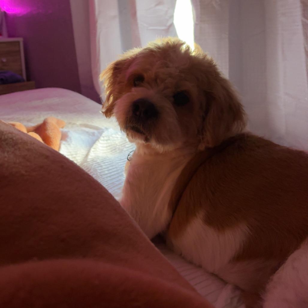 Enlarge Flounder, a Adoptable Terrier in Kissimmee, FL image 4/4