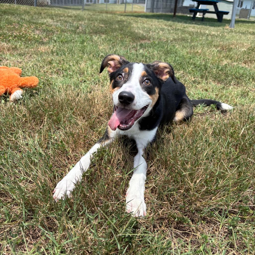 Rosy, Adoptable, Puppy Female Beagle & Mixed Breed.