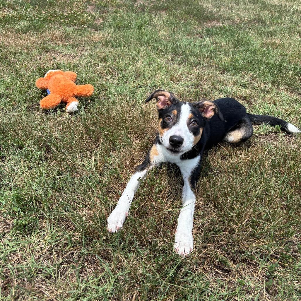 Rosy, a Adoptable mixed breed in Roxboro, NC image 2/6