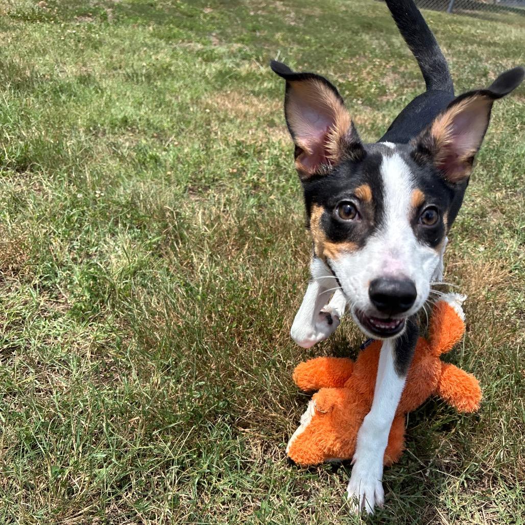 Rosy, a Adoptable mixed breed in Roxboro, NC image 3/6