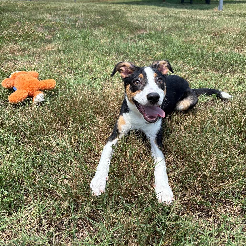 Rosy, a Adoptable mixed breed in Roxboro, NC image 4/6
