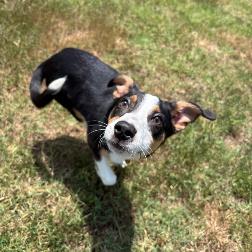 Rosy, a Adoptable mixed breed in Roxboro, NC image 5/6