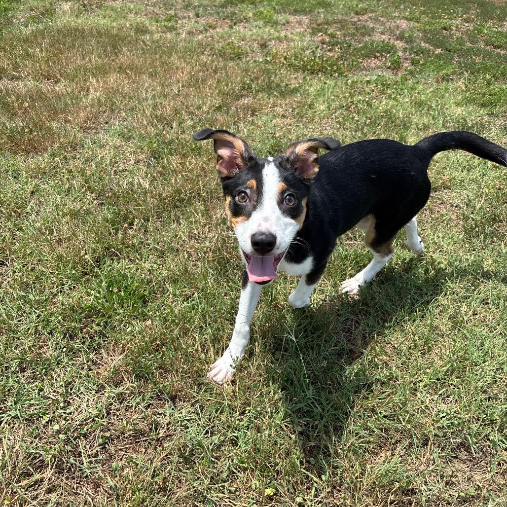 Rosy, a Adoptable mixed breed in Roxboro, NC image 6/6