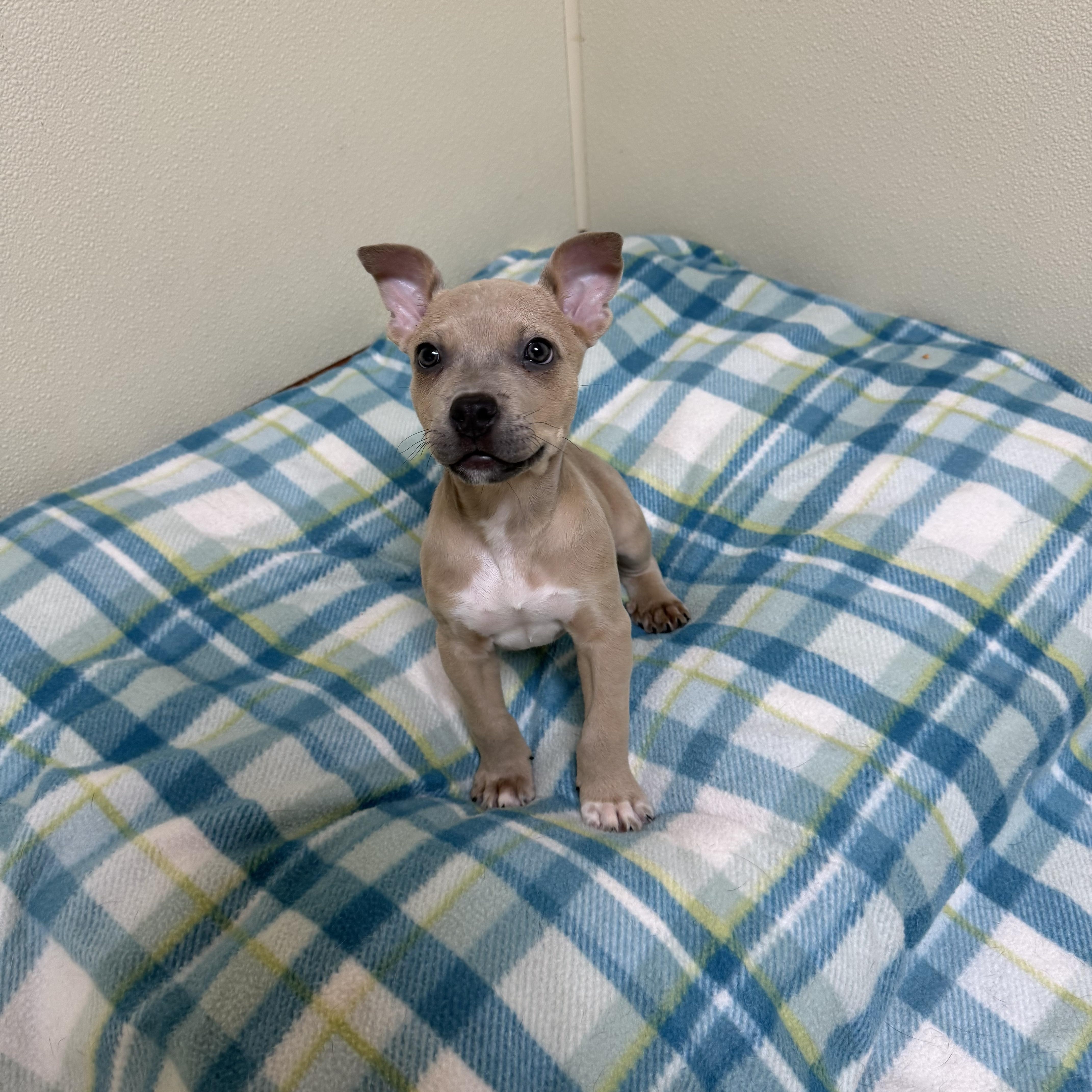 Sassy, a ADOPTABLE mixed breed in Douglas, MA image 4/5