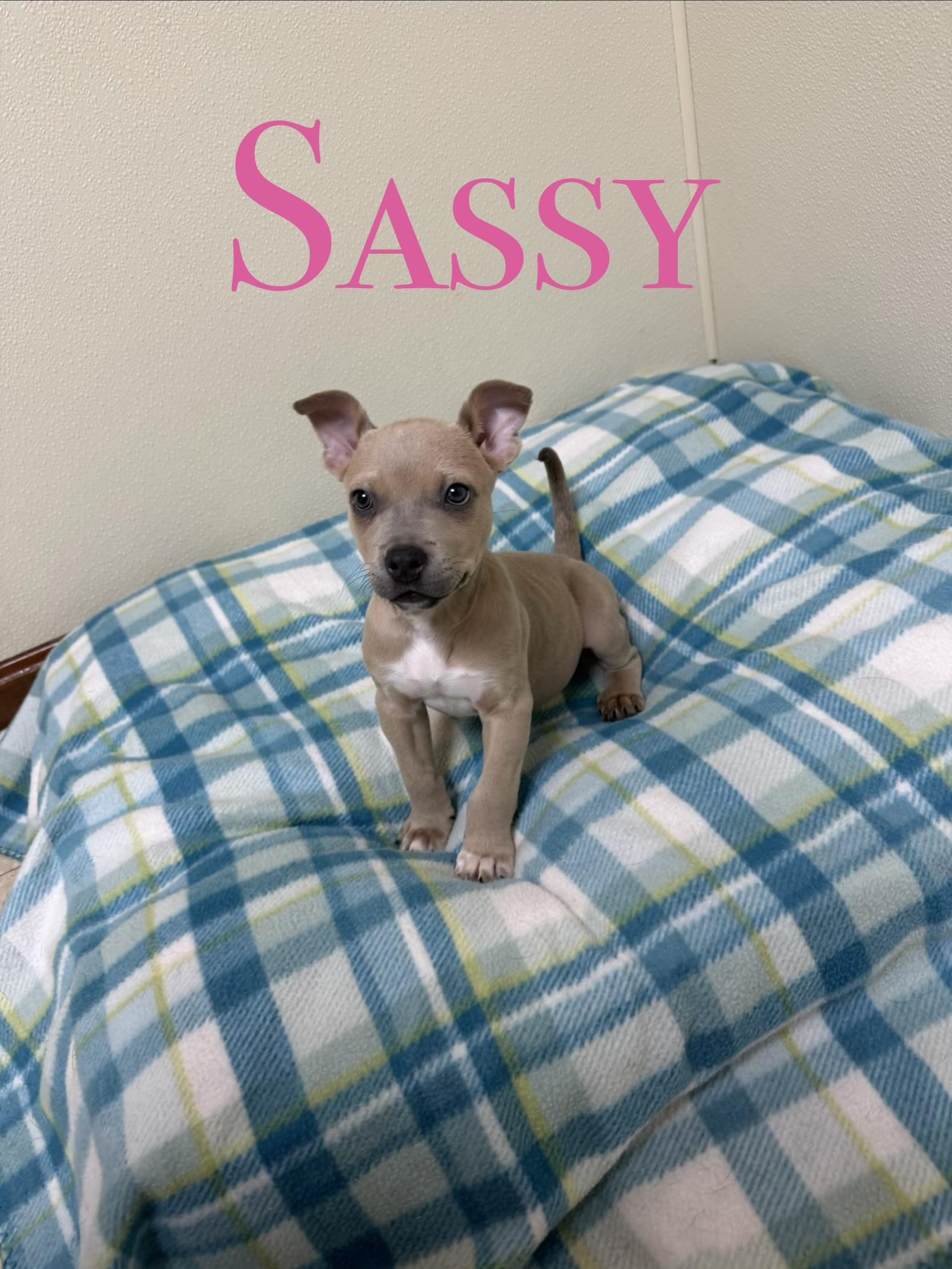 Sassy, a ADOPTABLE mixed breed in Douglas, MA image 1/5