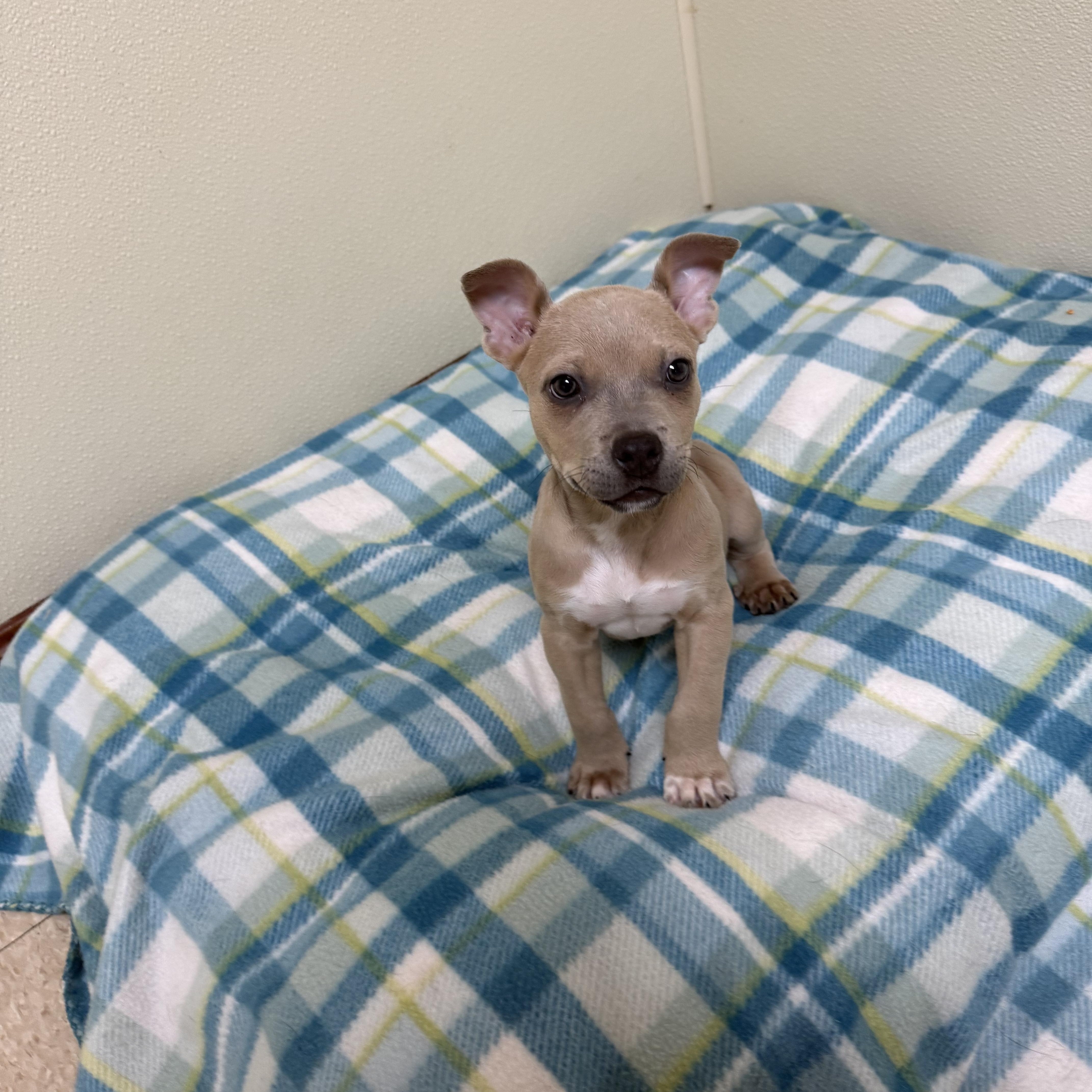 Sassy, a ADOPTABLE mixed breed in Douglas, MA image 5/5