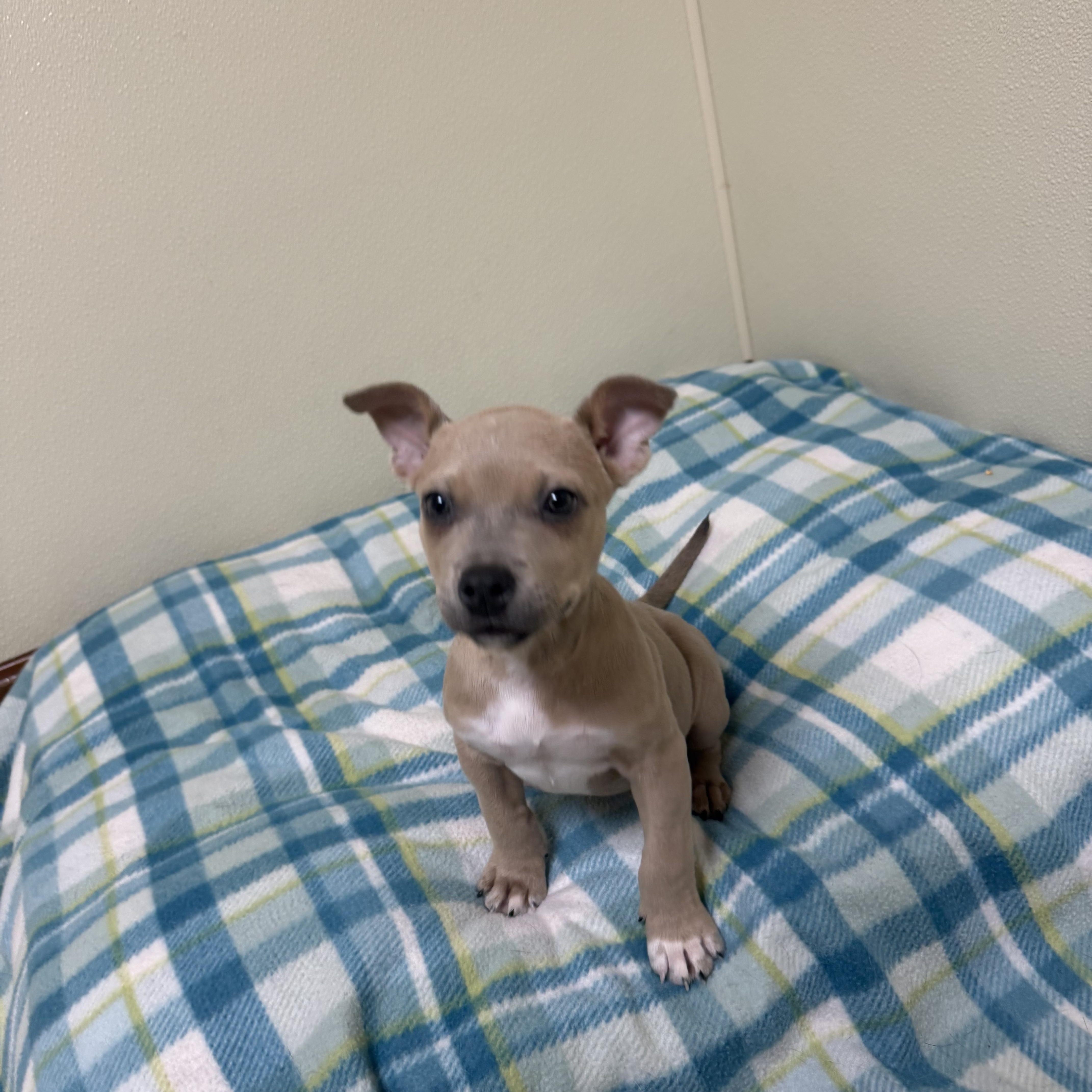 Sassy, a ADOPTABLE mixed breed in Douglas, MA image 2/5