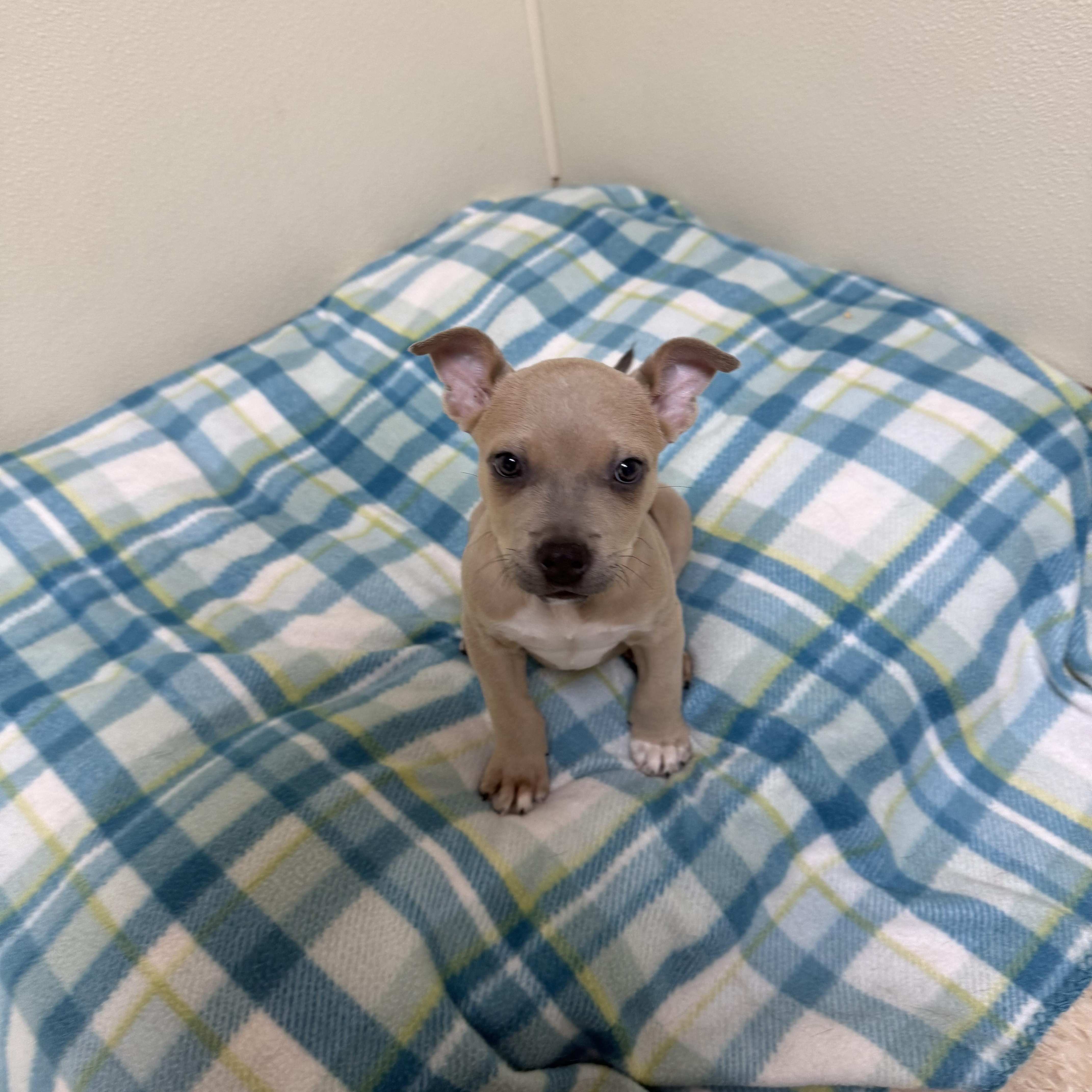 Sassy, a ADOPTABLE mixed breed in Douglas, MA image 3/5