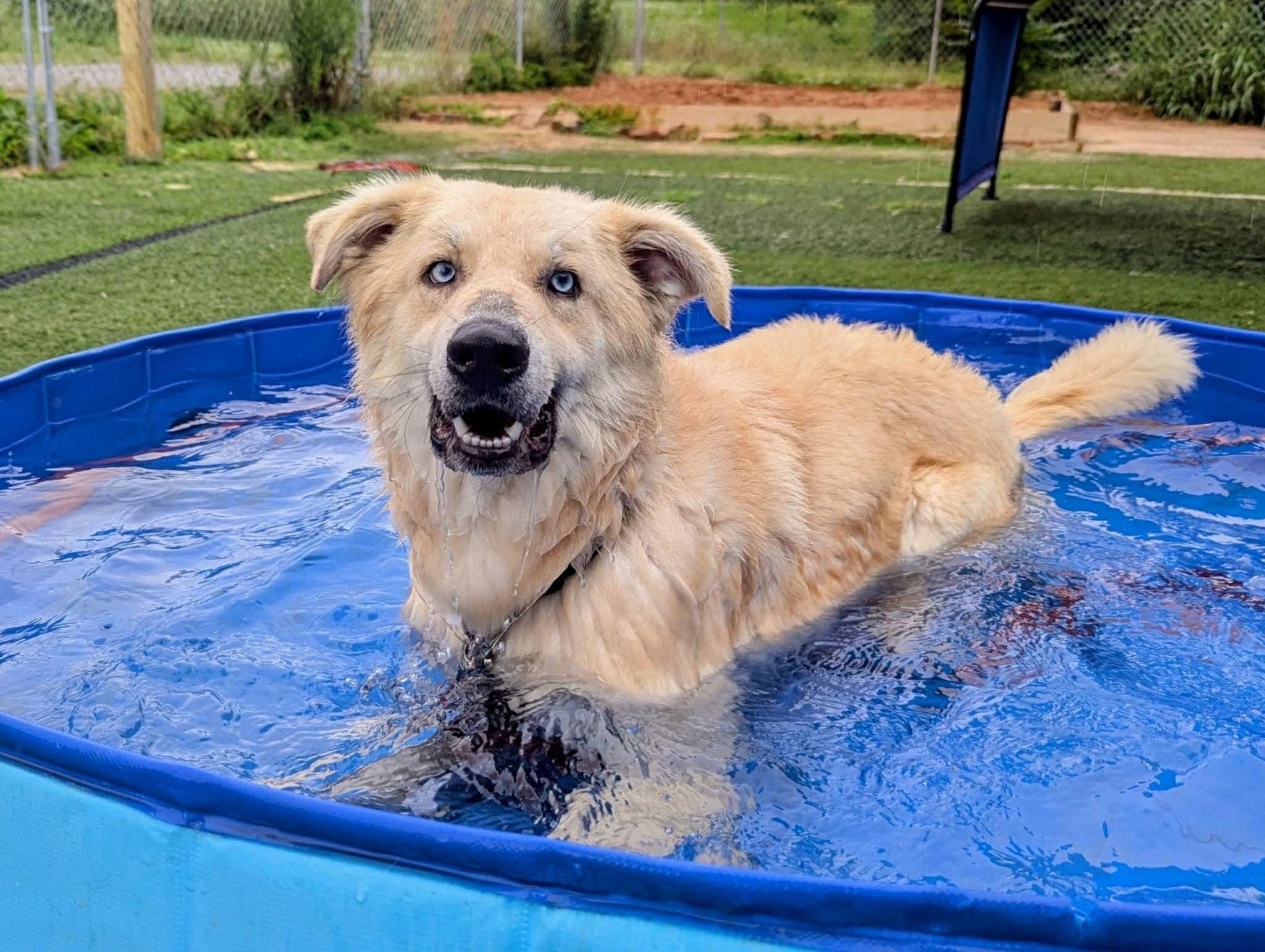 Enlarge Coda in NH. Come Meet our Adoptable Dogs Wednesday-Saturday. More info in Bio, an adoptable mixed breed in Manchester, NH image 2/6