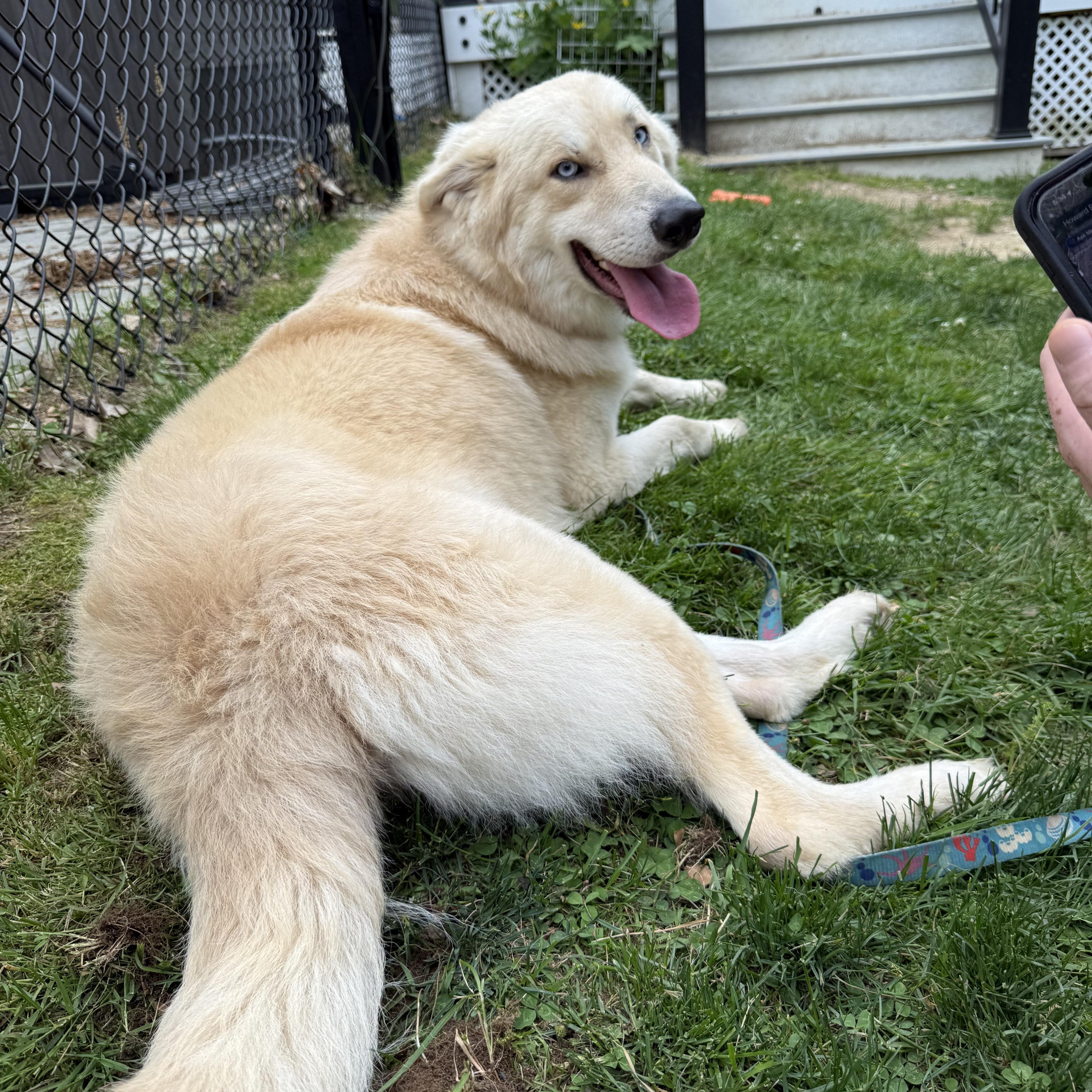 Enlarge Coda in NH. Come Meet our Adoptable Dogs Wednesday-Saturday. More info in Bio, an adoptable mixed breed in Manchester, NH image 6/6