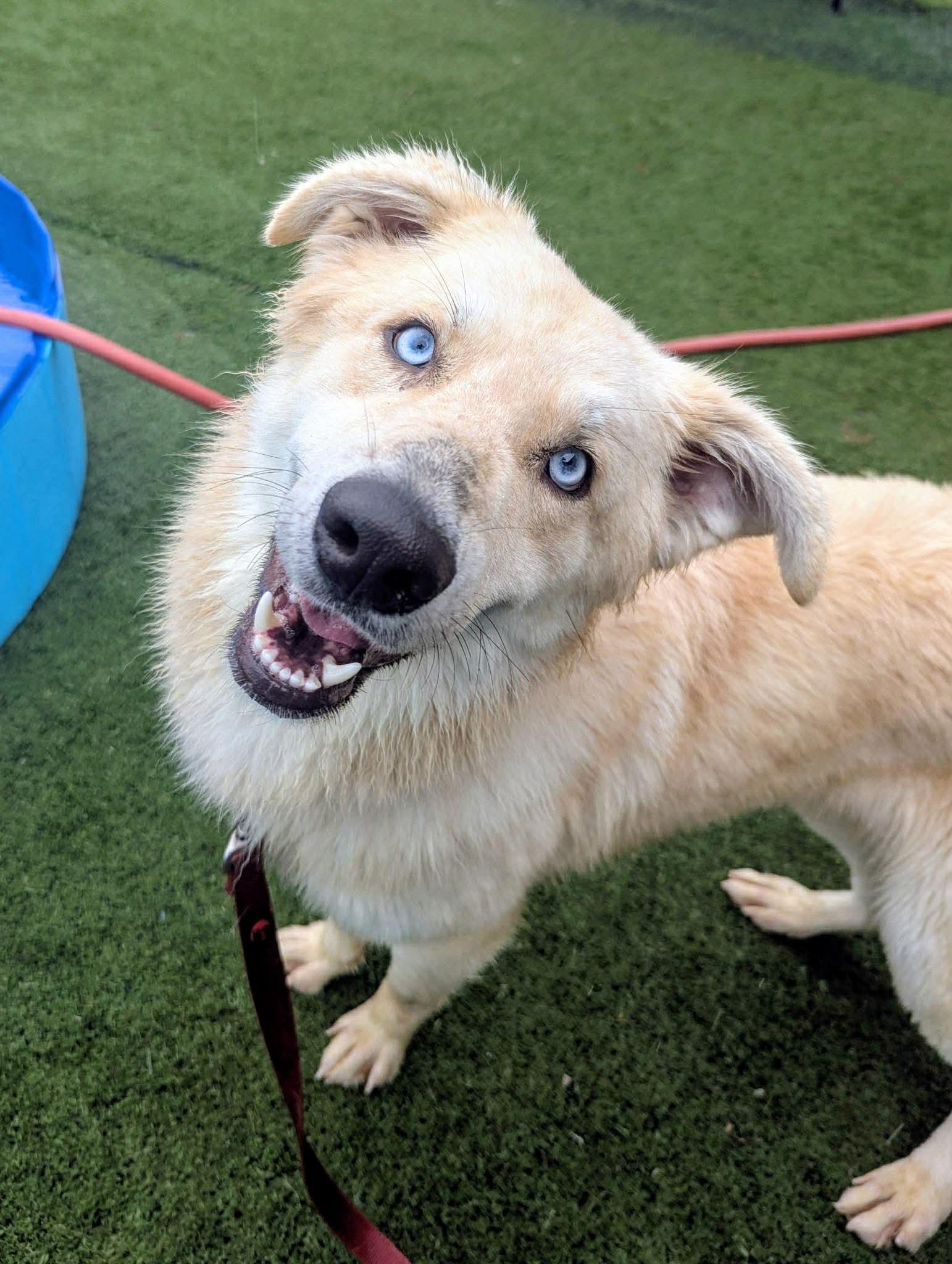Coda in NH. Come Meet our Adoptable Dogs Wednesday-Saturday. More info in Bio, adoptable, Young Male Australian Shepherd.