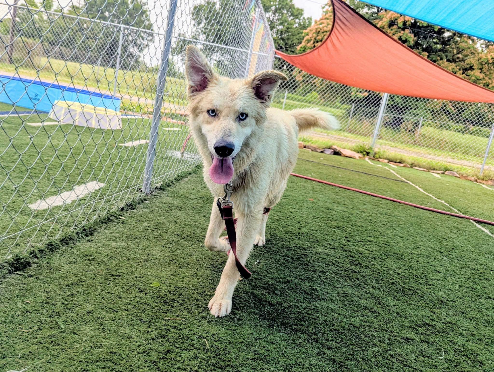 Enlarge Coda in NH. Come Meet our Adoptable Dogs Wednesday-Saturday. More info in Bio, an adoptable mixed breed in Manchester, NH image 3/6