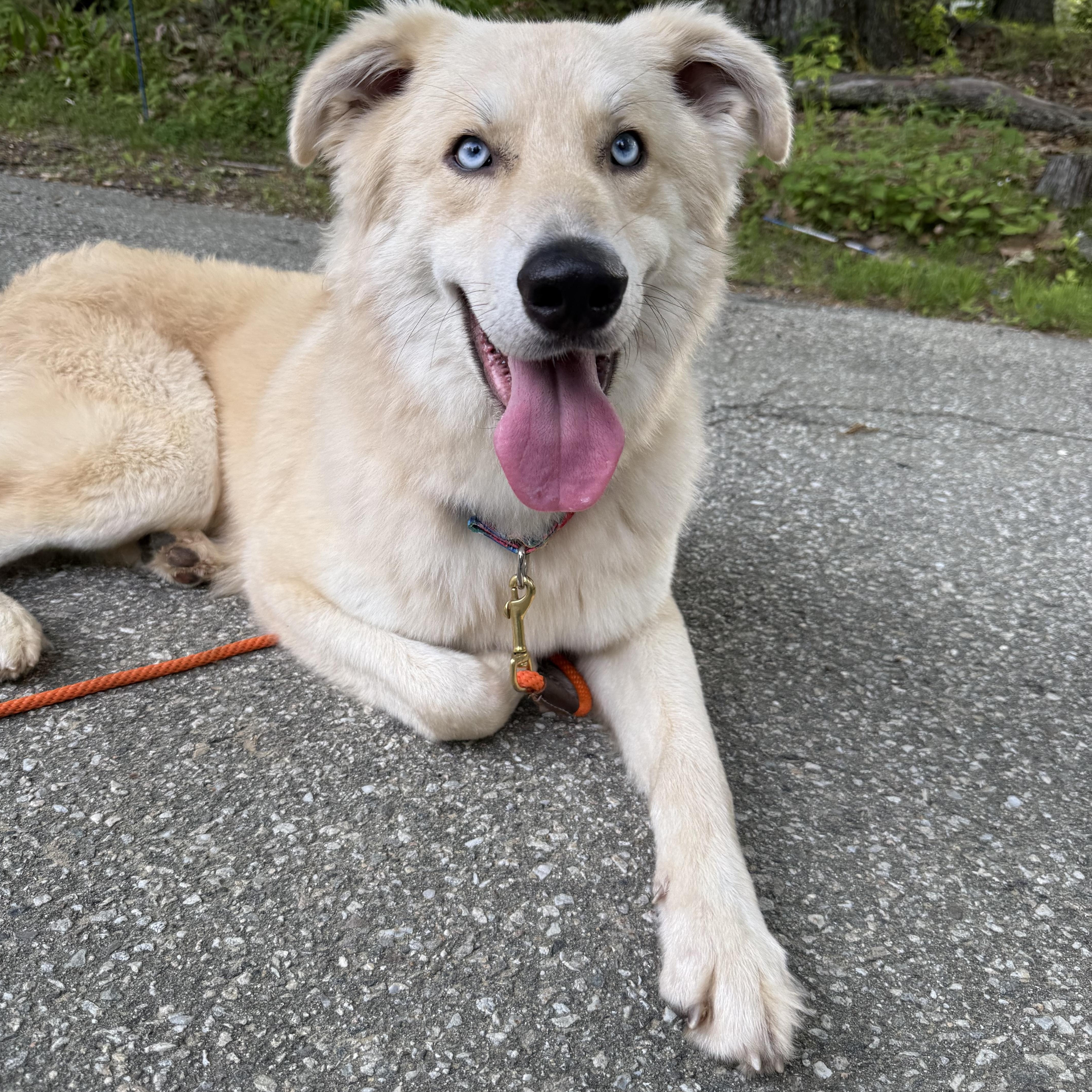 Enlarge Coda in NH. Come Meet our Adoptable Dogs Wednesday-Saturday. More info in Bio, an adoptable mixed breed in Manchester, NH image 5/6