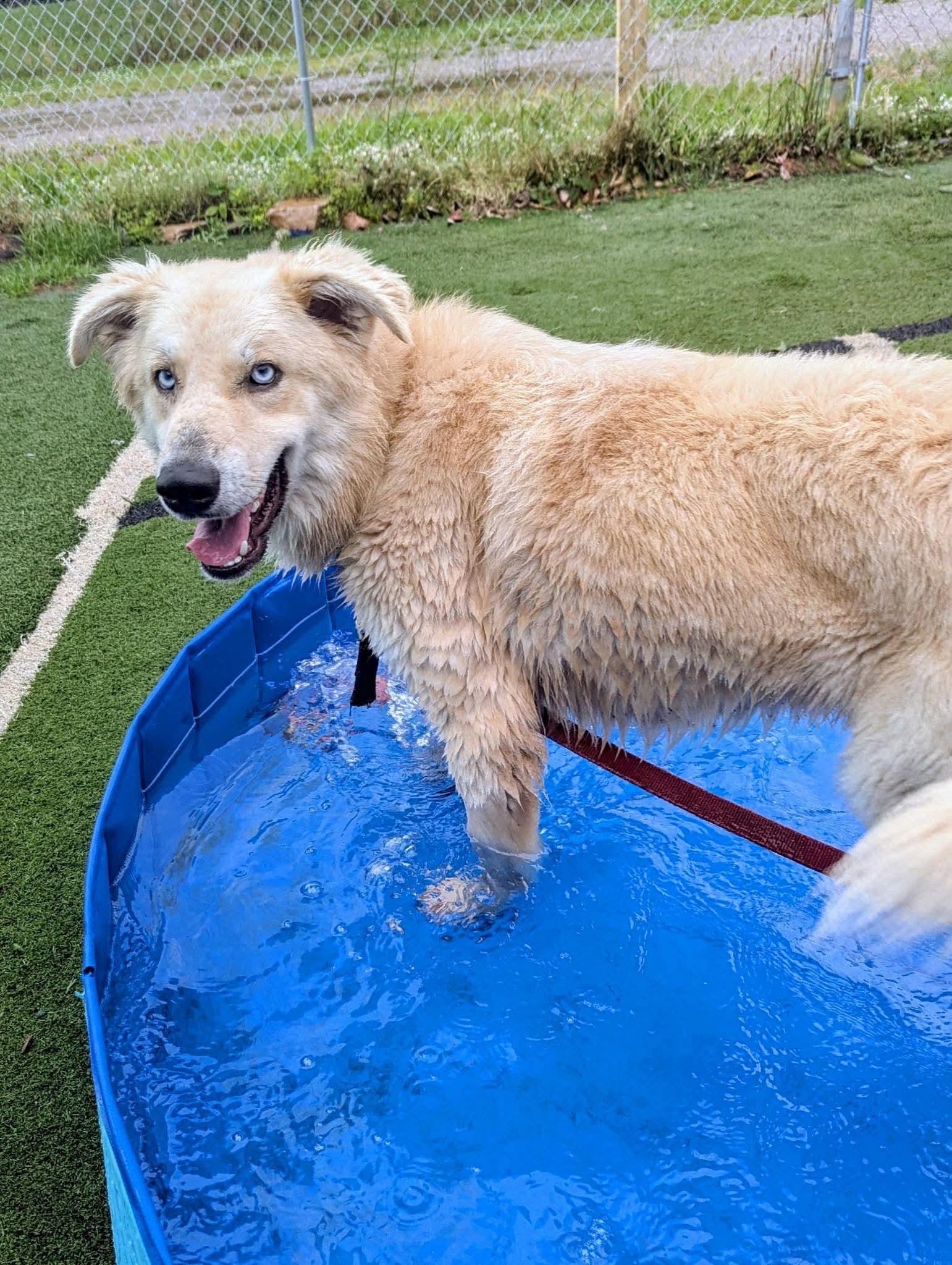 Enlarge Coda in NH. Come Meet our Adoptable Dogs Wednesday-Saturday. More info in Bio, an adoptable mixed breed in Manchester, NH image 4/6
