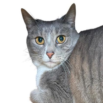Enlarge Smokey, a Adoptable mixed breed in Reno, NV image 1/1
