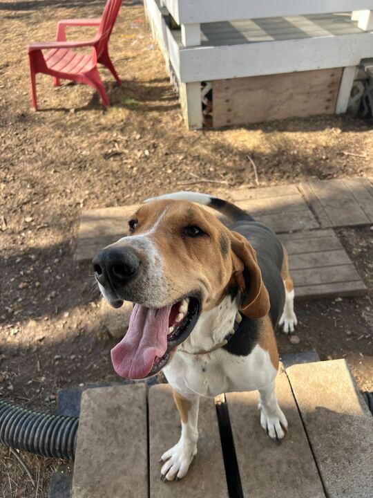 Enlarge Fox, a Adoptable Hound in Clarksburg, MO image 3/6