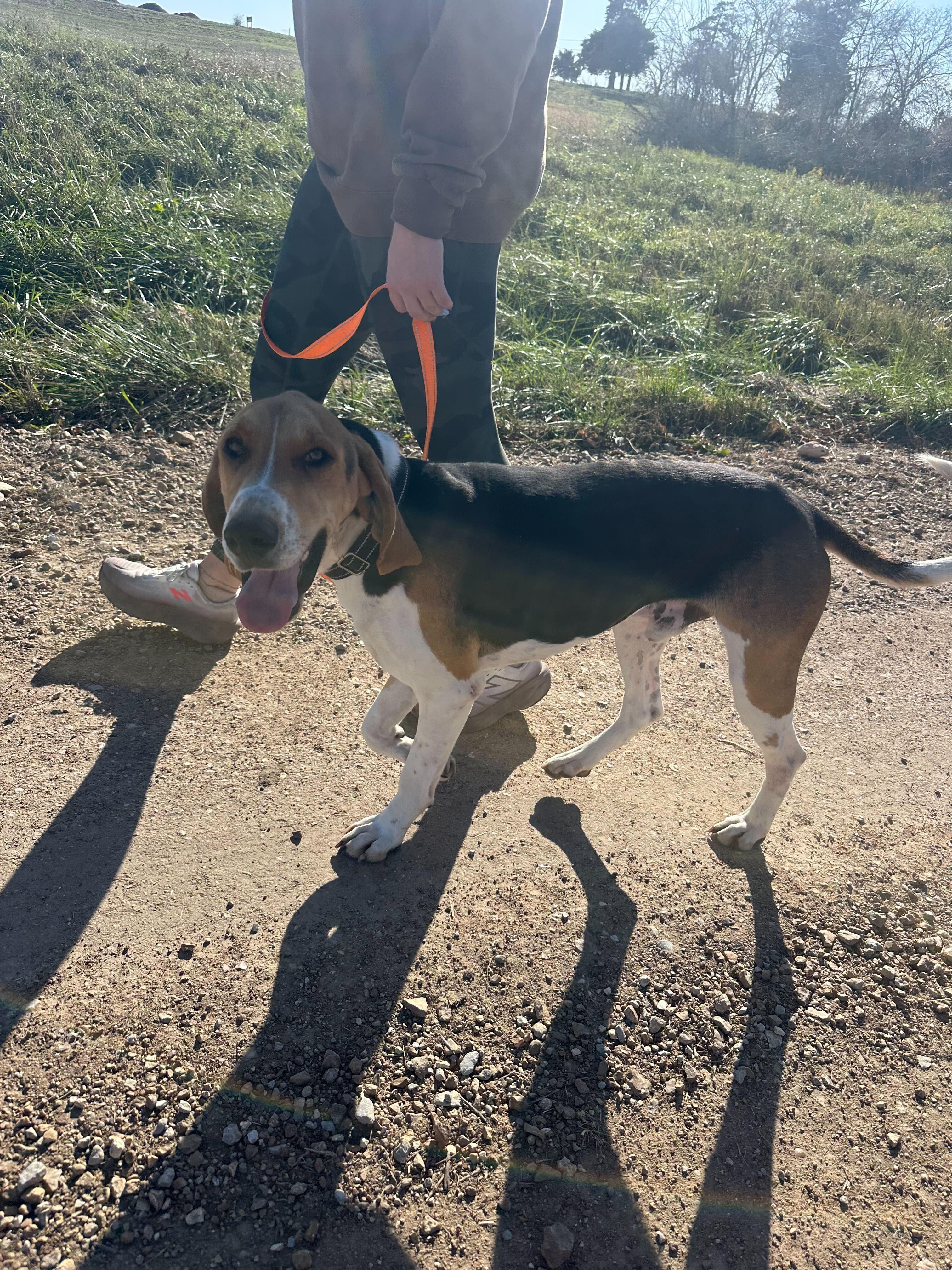 Fox, Adoptable, Adult Male Hound.