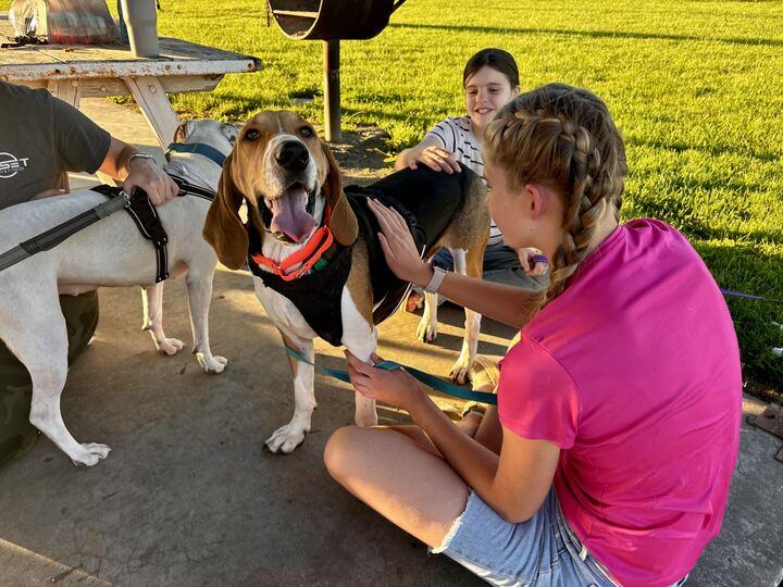 Fox, a Adoptable Hound in Clarksburg, MO image 5/6